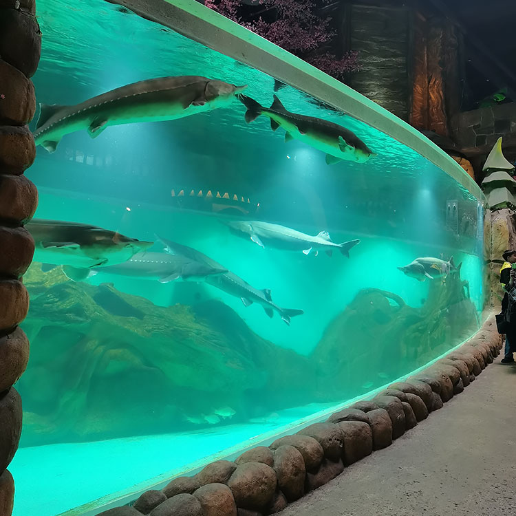 Is Oceanarium Popular with Tourists in Chicago-Leyu Acrylic Sheet Products Factory