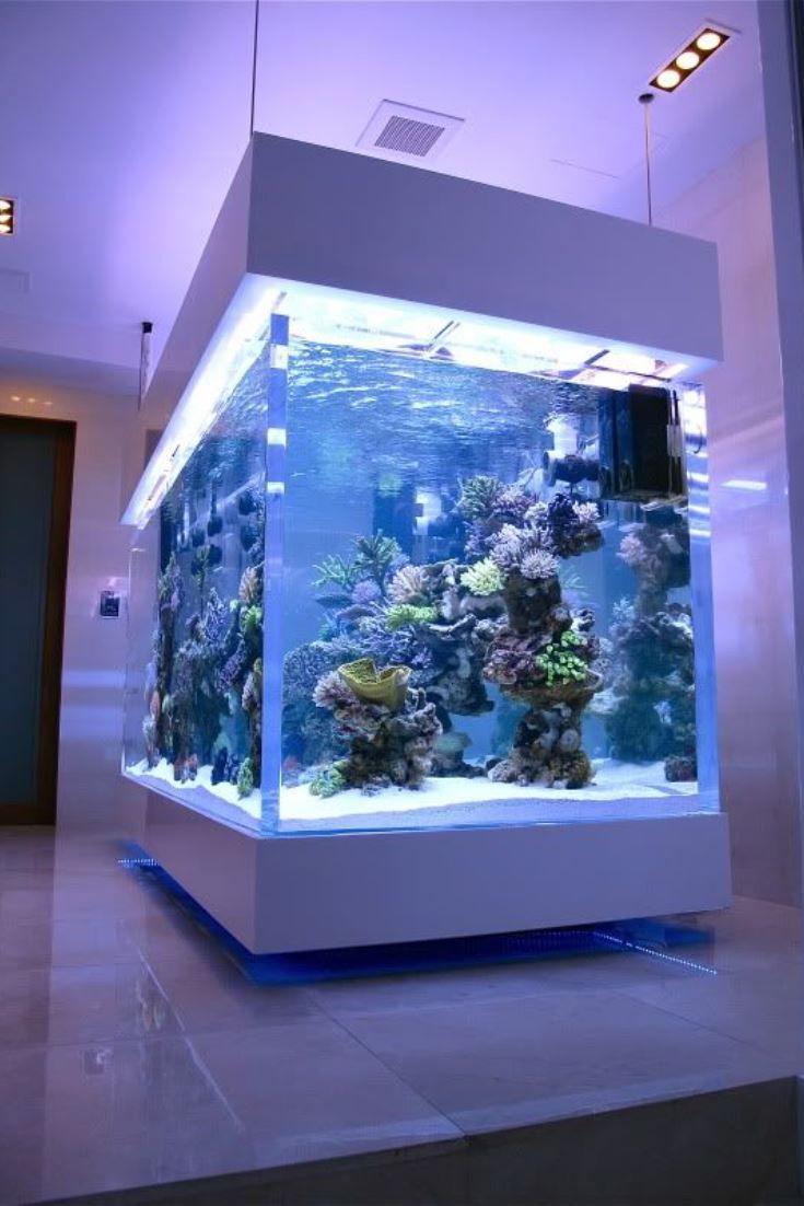 How to clean a aquarium fish tank - leyu