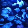 Acrylic Jellyfish Tank Supplier Leyu Professional Customization - Leyu