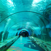 Leyu acrylic takes you on a walk through the aquarium tunnel-Leyu acrylic sheet products factory