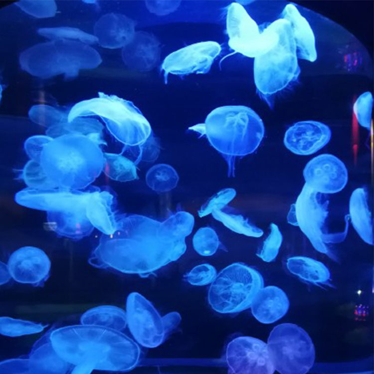 Leyu square jellyfish tank