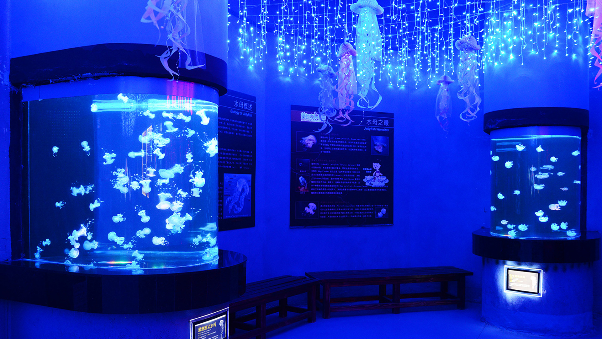 Sea clear acrylic aquarium by the Leyu acrylic aquarium factory - Leyu 