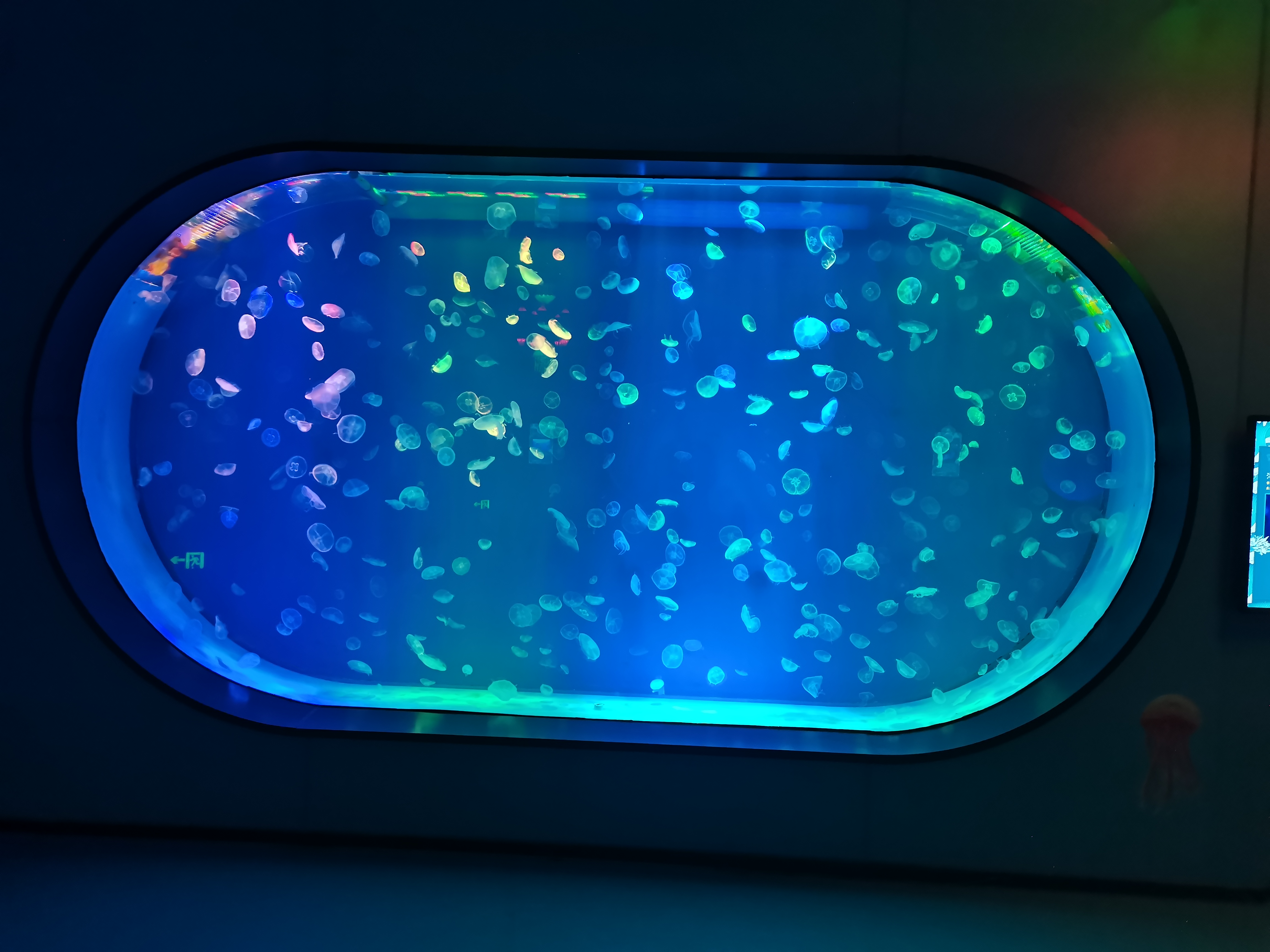 Acrylic jellyfish aquarium - installation