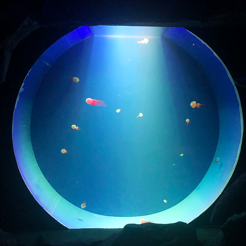 Jellyfish Aquarium Pagtuklas ng tangke ng Freshwater Jellyfish Aquarium - leyu
