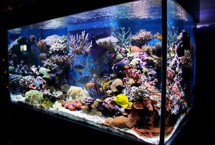 Acrylic custom fish tank - Manufacture