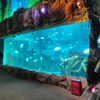 Leyu acrylic can provide Aquaria ,Zoos and acrylic window for aquariums - Leyu Acrylic Sheet Products Factory