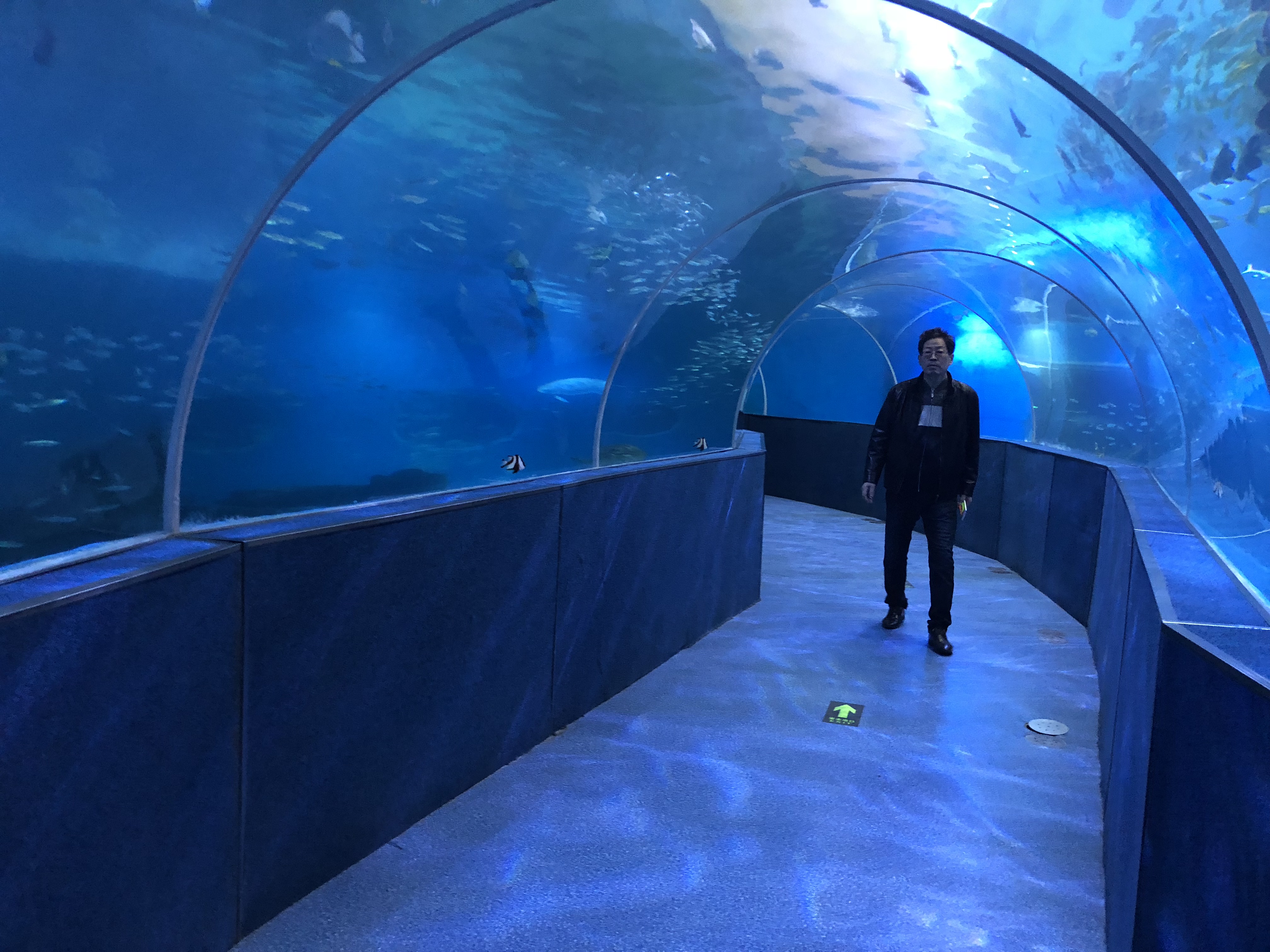 High-Quality Imported Acrylic tunnel Aquariums