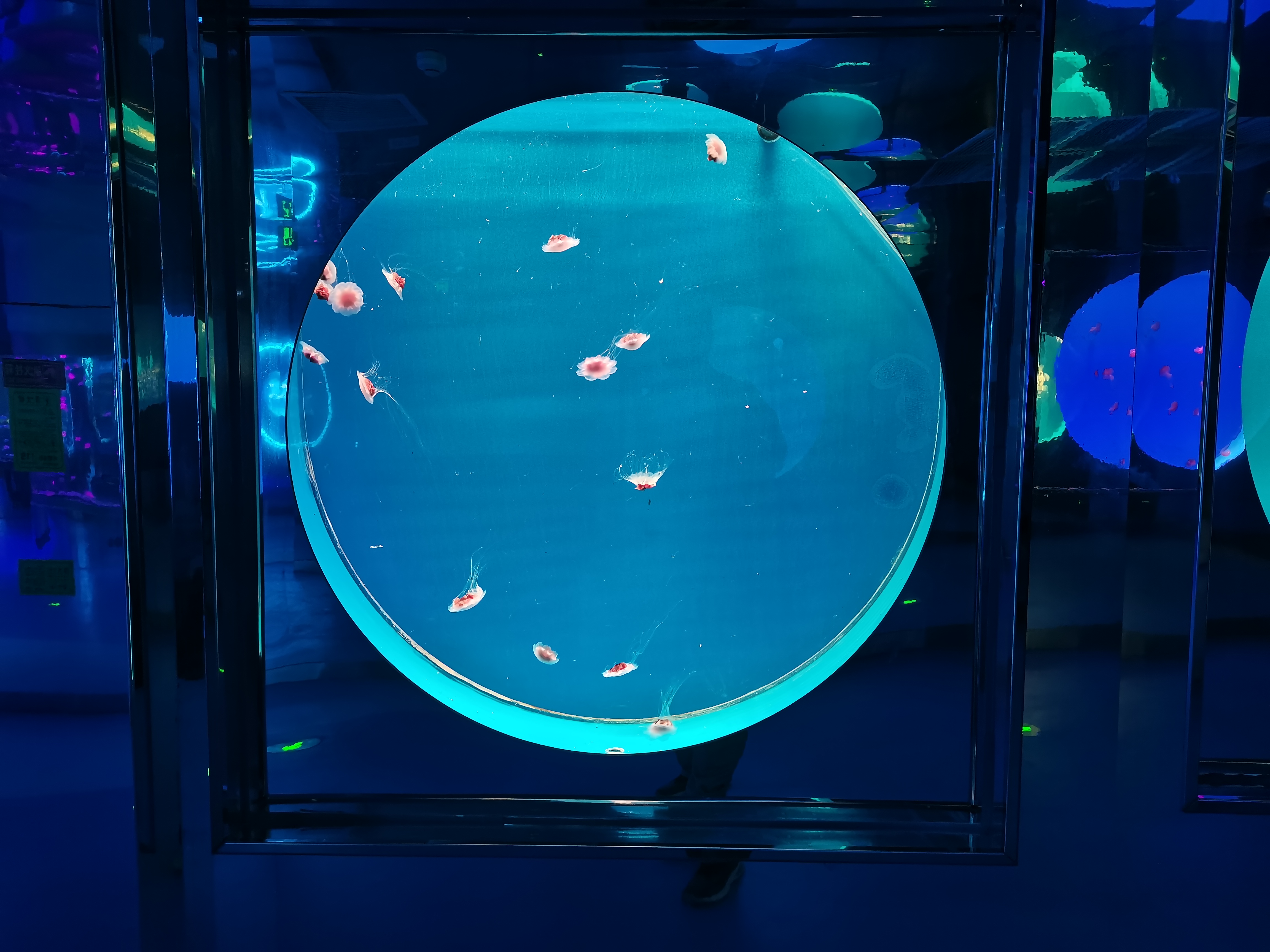 Acrylic jellyfish aquarium - installation