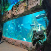 Professional factory customized acrylic aquarium panels of any size in ocean park - Leyu 