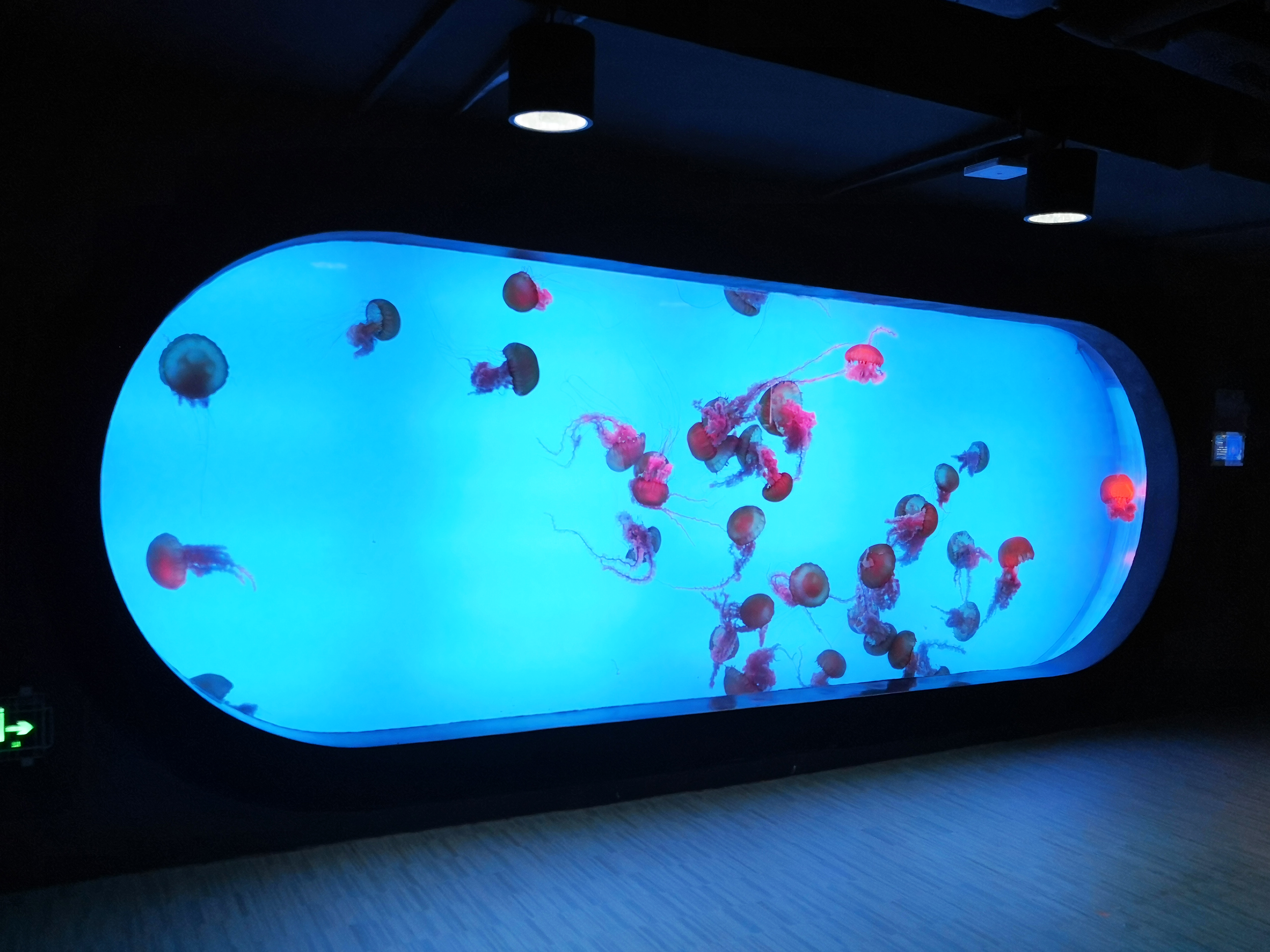 Tangki ikan akrilik custom