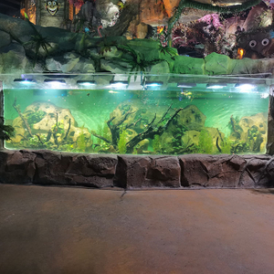 2024 Aquarium can not miss the curved aquarium window design - Leyu Acrylic Sheet Products Factory