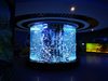 Jinsi ya kuzoea akriliki kwa aquarium - leyu 