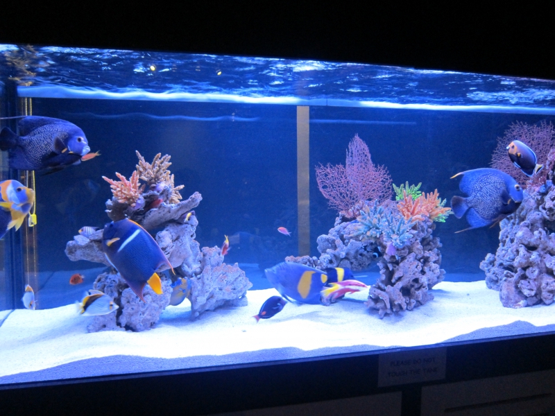 Acrylic custom fish tank - factory