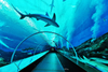 How to construct an underwater tunnel Please pay attention to Leyu Plexiglass products factory- Leyu 