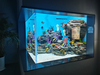 Jinsi ya kuzoea akriliki kwa aquarium - leyu 