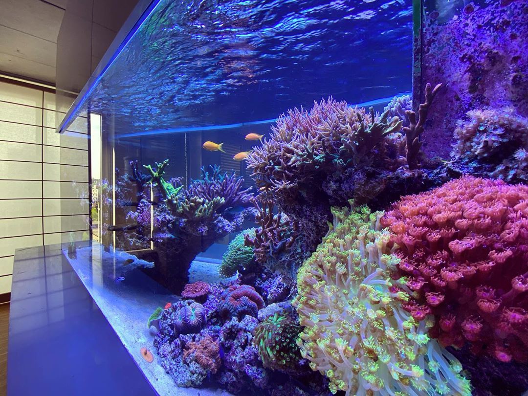 Acrylic fish tank aquarium - LEYU