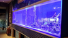 Custom a seaclear acrylic aquarium for sale online- Leyu 