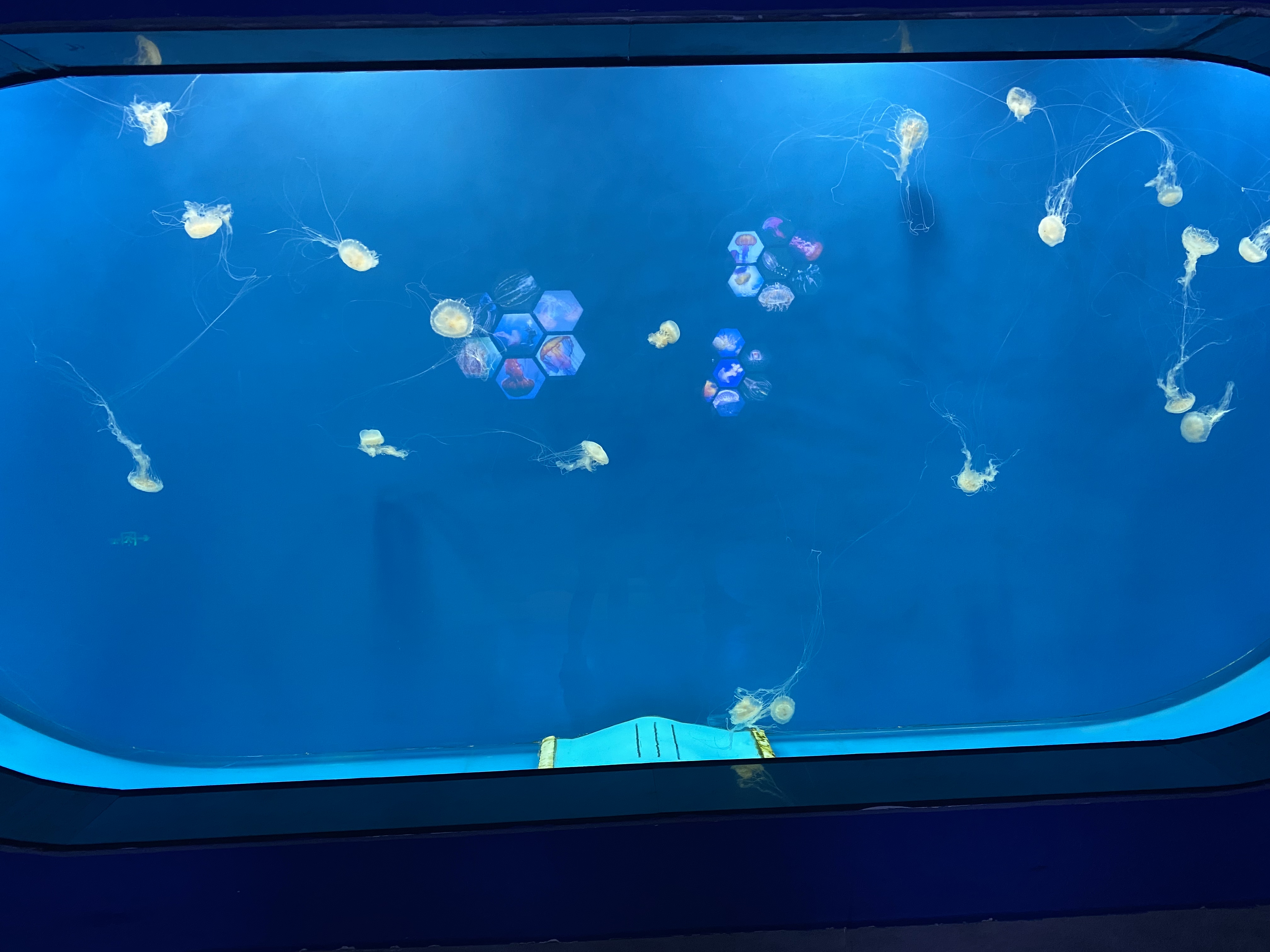 Custom acrylic jellyfish tank