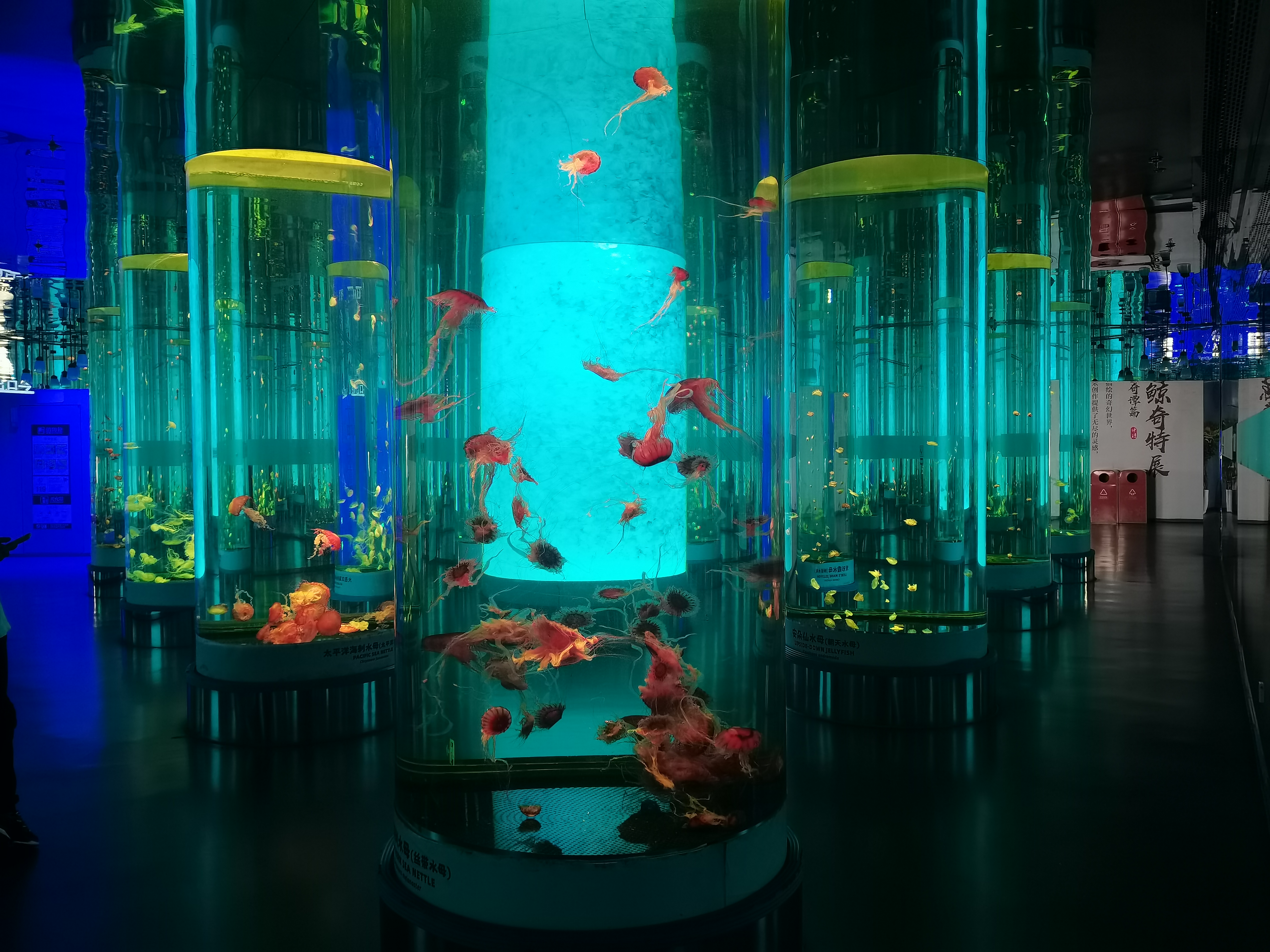 Acrylic jellyfish tank - LEYU